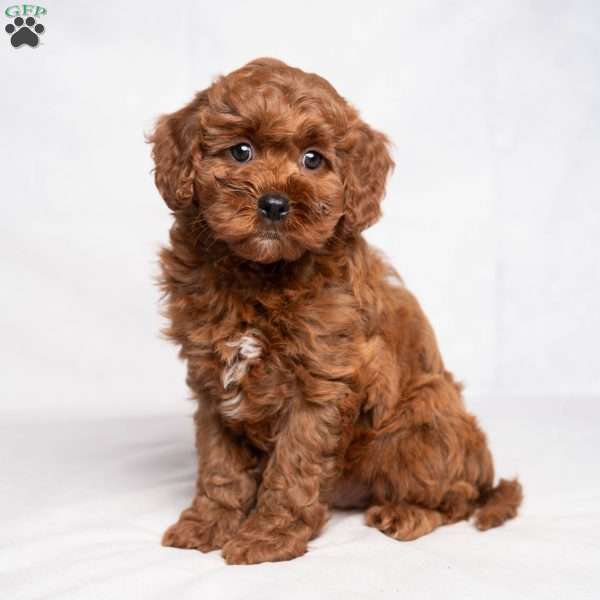 Arden, Cavapoo Puppy